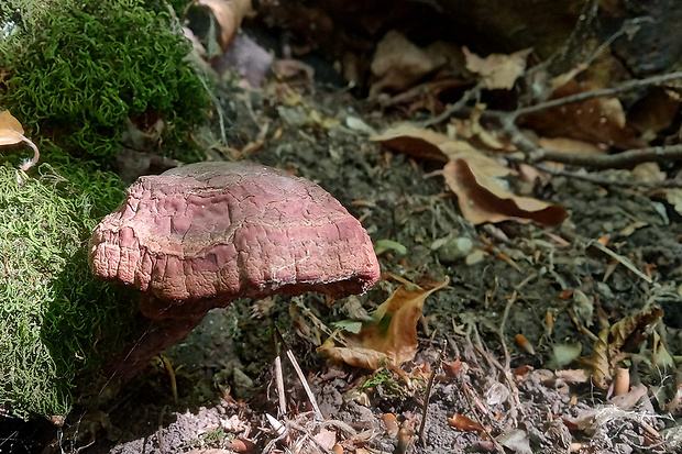 lesklokôrovka obyčajná Ganoderma lucidum (Curtis) P. Karst.