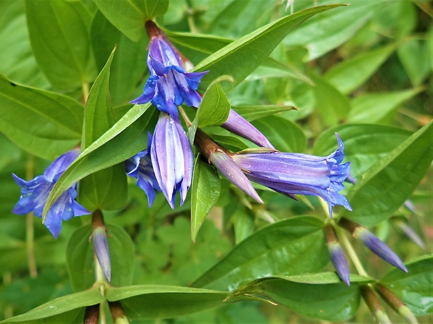 horec luskáčovitý Gentiana asclepiadea L.