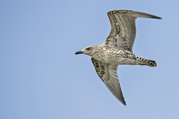 čajka bielohlavá, juvenil Larus cachinnans