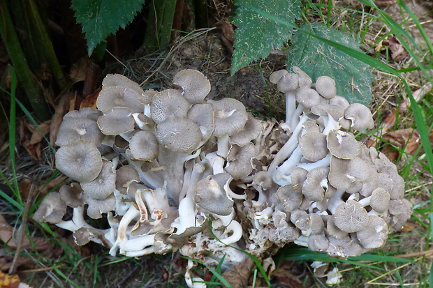 trúdnik klobúčkatý Polyporus umbellatus (Pers.) Fr.