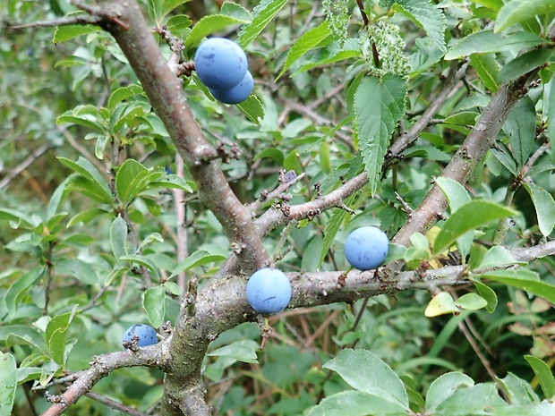 trnka obyčajná Prunus spinosa L.
