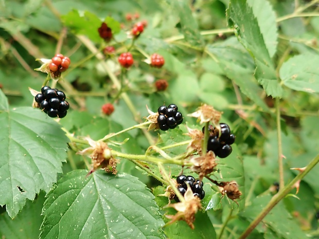 ostružina Rubus sp.