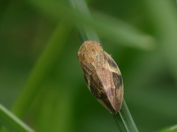 peniarka jelšová Aphrophora alni