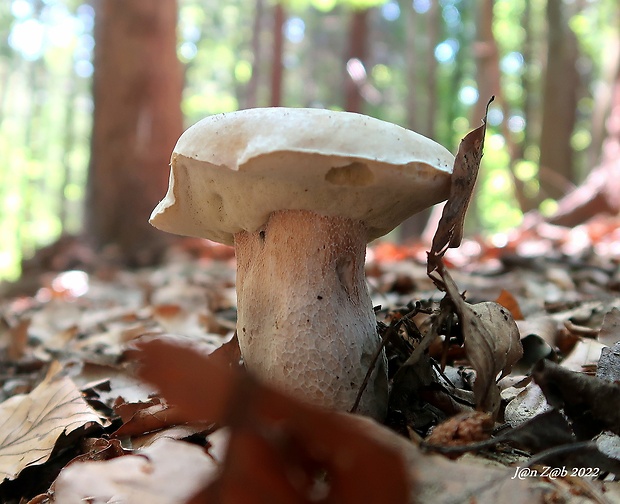 hríb smrekový Boletus edulis Bull.