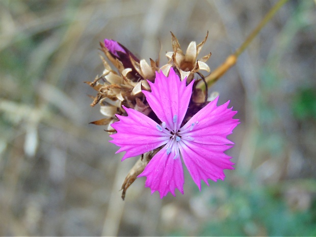 klinček Dianthus sp.