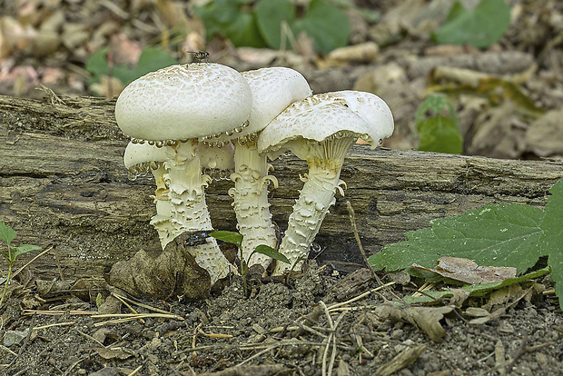 húževnatec šupinatý Neolentinus lepideus (Fr.) Redhead & Ginns