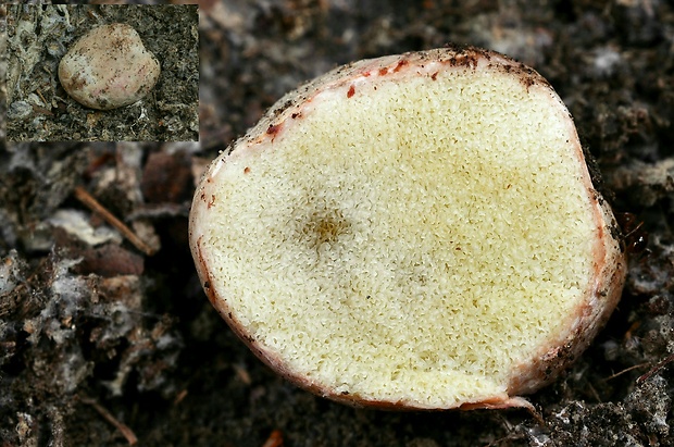 koreňovec červený Rhizopogon roseolus (Corda) Th. Fr.