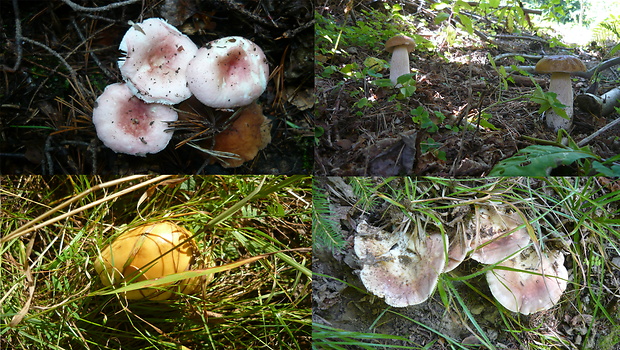 plávka Russula sp.