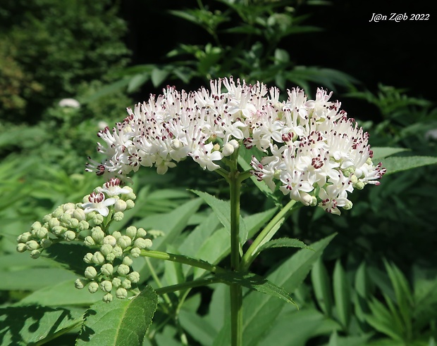 baza chabzdová Sambucus ebulus L.