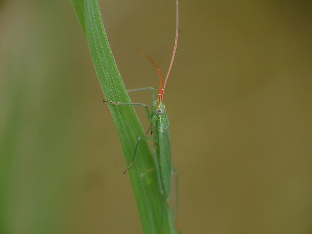 bzdoška  Trigonotylus ruficornis