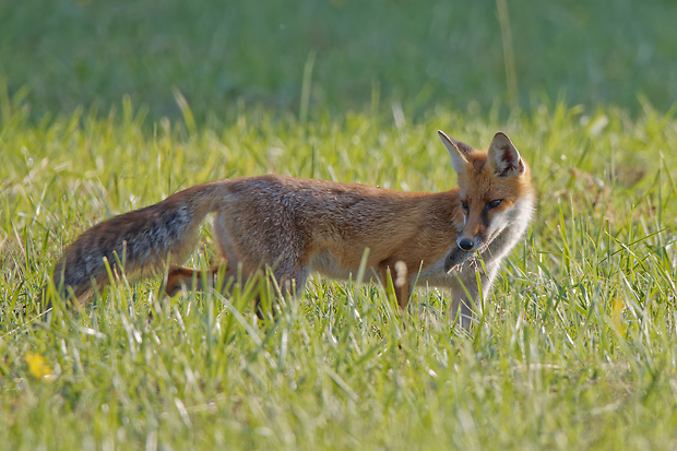 líška hrdzavá Vulpes vulpes