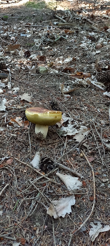 hríb smrekový Boletus edulis Bull.