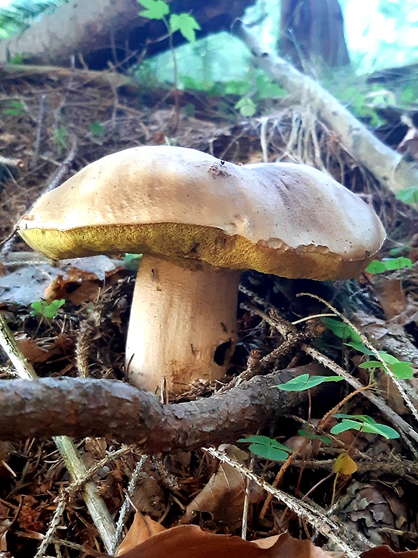 hríb smrekový Boletus edulis Bull.