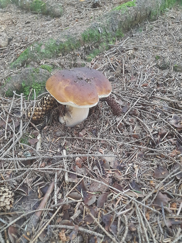 hríb smrekový Boletus edulis Bull.