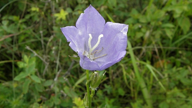 zvonček karpatský Campanula carpatica Jacq.