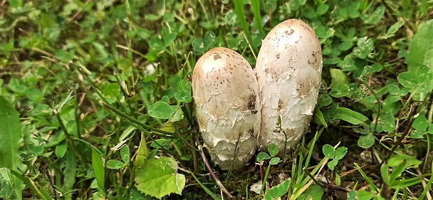 hnojník obyčajný Coprinus comatus (O.F. Müll.) Pers.