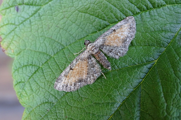 kvetnatka vratičová Eupithecia icterata