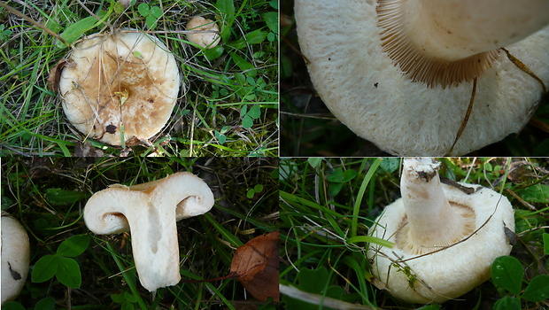 rýdzik chĺpkatý Lactarius pubescens (Fr.) Fr.