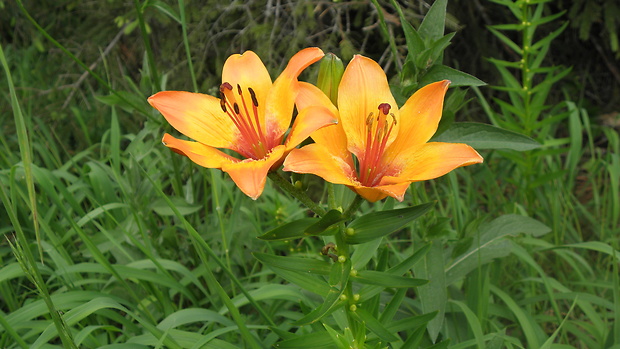 ľalia cibuľkonosná Lilium bulbiferum L.