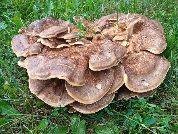 vejárovec obrovský Meripilus giganteus (Pers.) P. Karst.