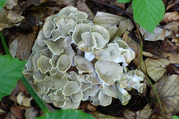 trúdnik klobúčkatý Polyporus umbellatus (Pers.) Fr.