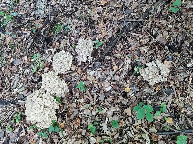 trúdnik klobúčkatý Polyporus umbellatus (Pers.) Fr.