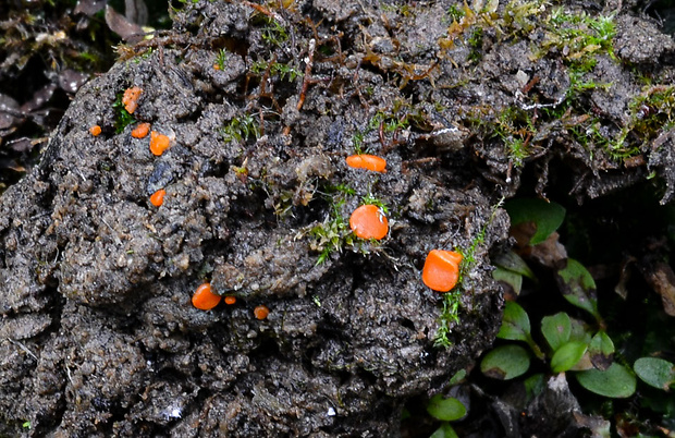 práškovka Pulvinula convexella (P. Karst.) Pfister