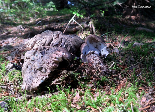 hrboľnačka černastá Boletopsis leucomelaena (Pers.) Fayod