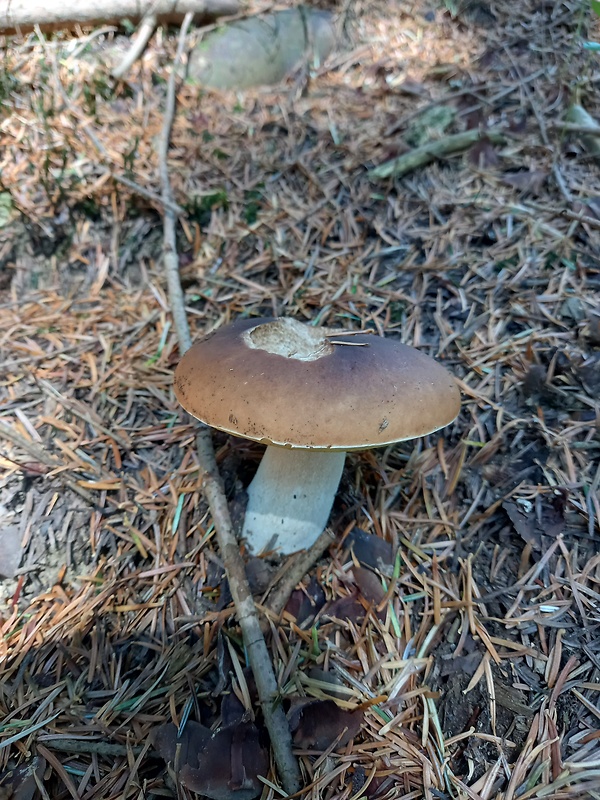 hríb smrekový Boletus edulis Bull.