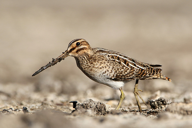 močiarnica mekotavá Gallinago gallinago