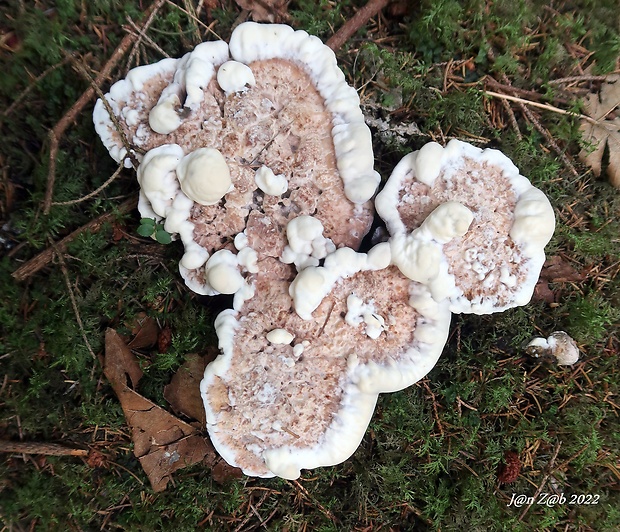 jelenkovka voňavá Hydnellum suaveolens (Scop.) P. Karst.