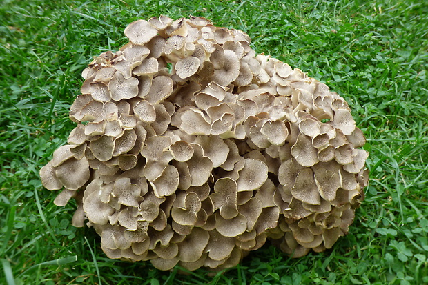 trúdnik klobúčkatý Polyporus umbellatus (Pers.) Fr.