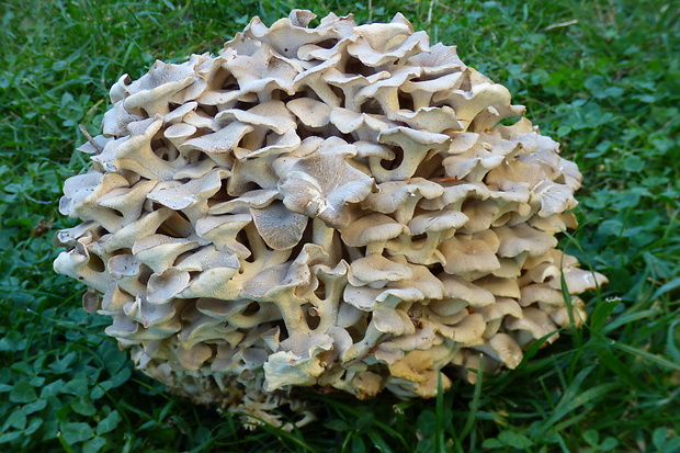 trúdnik klobúčkatý Polyporus umbellatus (Pers.) Fr.