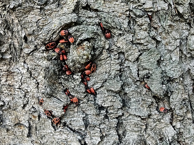 cifruša bezkrídla Pyrrhocoris apterus