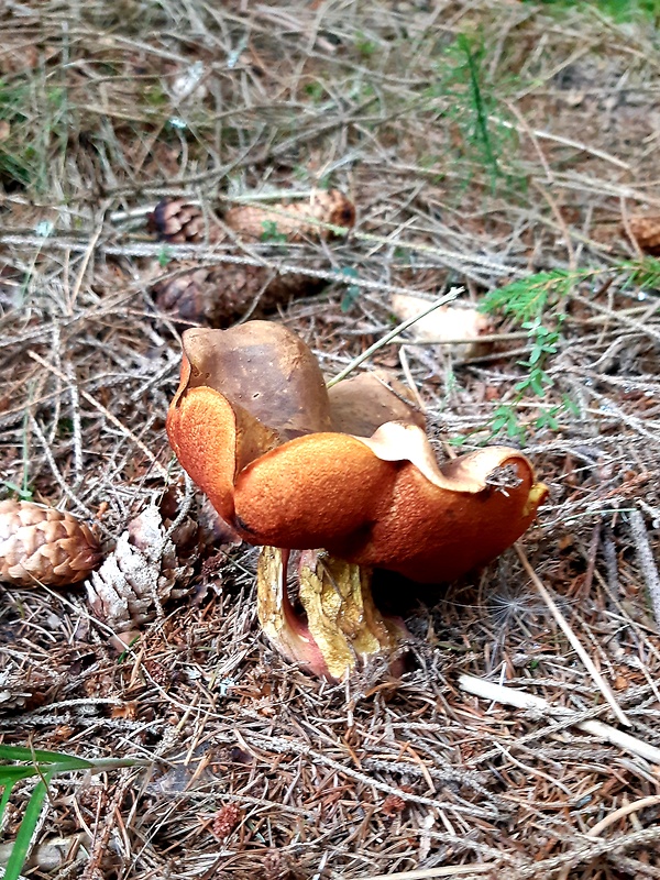 hríb zrnitohlúbikový Sutorius luridiformis (Rostk.) G. Wu & Zhu L. Yang