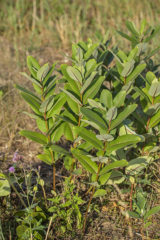 glejovka americká Asclepias syriaca L.