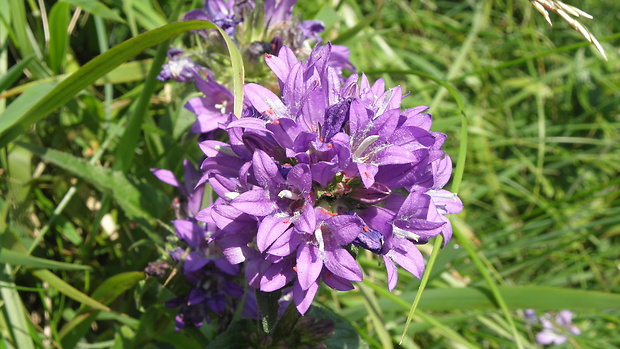 zvonček klbkatý Campanula glomerata agg. L.