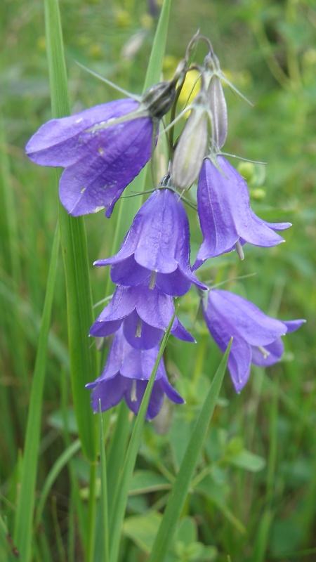 zvonček hrubokoreňový Campanula serrata (Kit. ex Schult.) Hendrych