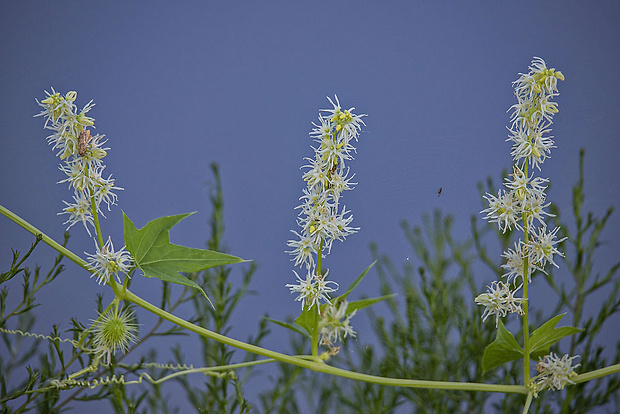 ježatec laločnatý Echinocystis lobata (F. Michx.) Torr. et A. Gray