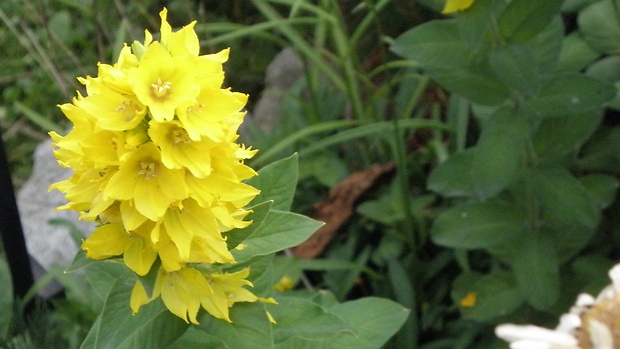 čerkáč bodkovaný Lysimachia punctata L.