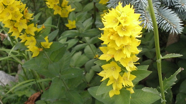 čerkáč bodkovaný Lysimachia punctata L.