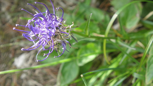 zerva hlavičkatá Phyteuma orbiculare L.