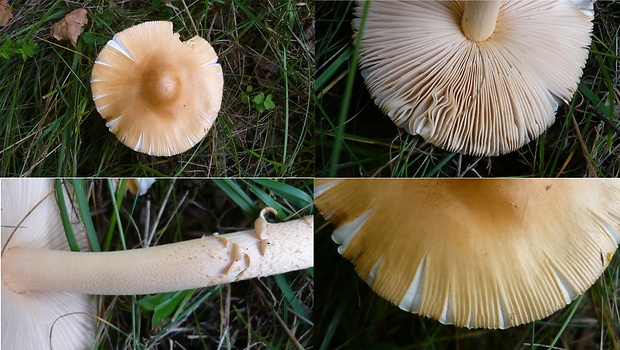 muchotrávka oranžová Amanita crocea (Quél.) Singer