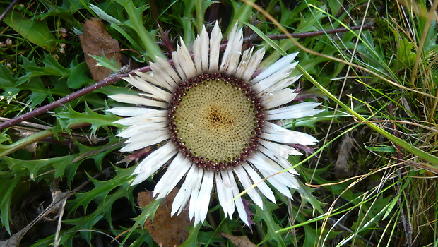 krasovlas bezbyľový pravý Carlina acaulis subsp. acaulis L.