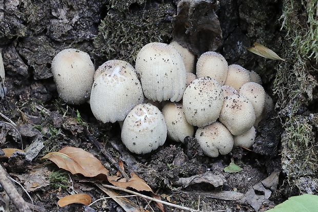 hnojník Coprinellus sp.