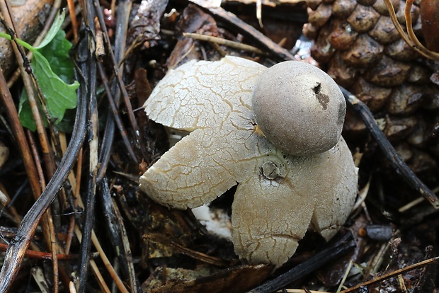 hviezdovka klenbová Geastrum fornicatum (Huds.) Hook.