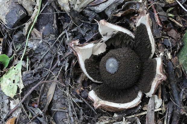 hviezdovka vlasatá Geastrum melanocephalum (Czern.) V.J. Staněk