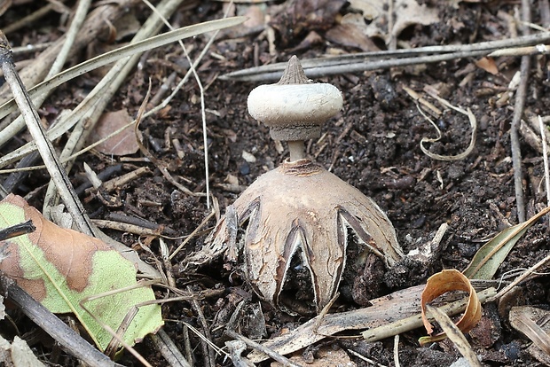 hviezdovka golierikovitá Geastrum striatum DC.