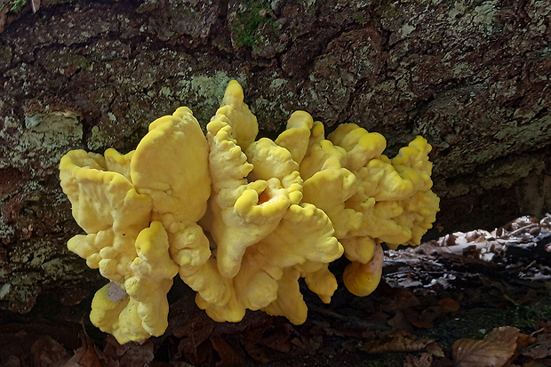 sírovec obyčajný Laetiporus sulphureus (Bull.) Murrill