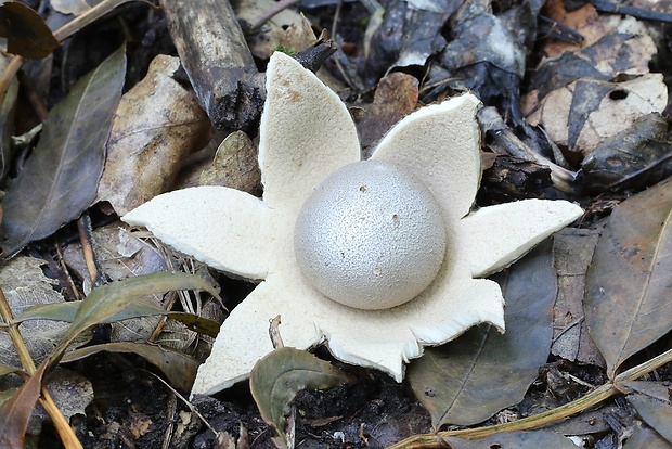 mnohokrčka dierkovaná Myriostoma coliforme (Dicks.) Corda